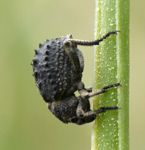 Brachycerus muricatus
